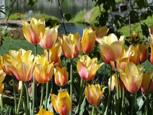 Preview wallpaper tulips, flowers, flowing, flowerbed, pond, park