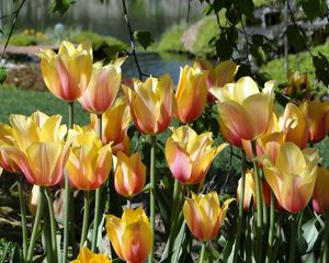 Preview wallpaper tulips, flowers, flowing, flowerbed, pond, park