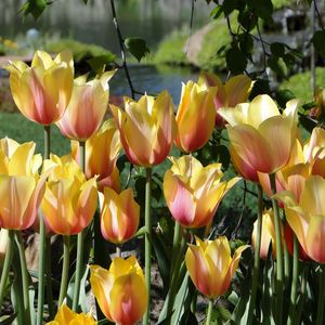 Preview wallpaper tulips, flowers, flowing, flowerbed, pond, park