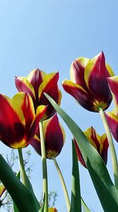 Preview wallpaper tulips, flowers, flowing, colorful, sky, spring