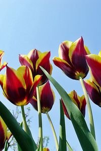 Preview wallpaper tulips, flowers, flowing, colorful, sky, spring