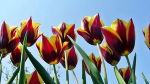 Preview wallpaper tulips, flowers, flowing, colorful, sky, spring