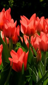 Preview wallpaper tulips, flowers, flowing, red, green