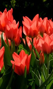 Preview wallpaper tulips, flowers, flowing, red, green