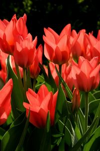 Preview wallpaper tulips, flowers, flowing, red, green