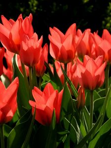 Preview wallpaper tulips, flowers, flowing, red, green