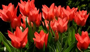 Preview wallpaper tulips, flowers, flowing, red, green