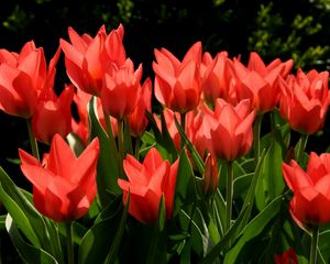 Preview wallpaper tulips, flowers, flowing, red, green