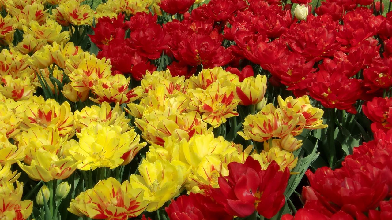 Wallpaper tulips, flowers, flowing, colorful, flowerbed