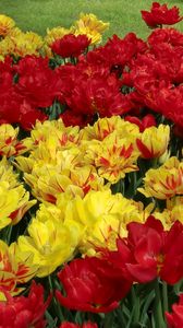 Preview wallpaper tulips, flowers, flowing, colorful, flowerbed