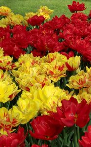 Preview wallpaper tulips, flowers, flowing, colorful, flowerbed