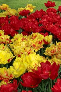 Preview wallpaper tulips, flowers, flowing, colorful, flowerbed