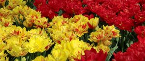 Preview wallpaper tulips, flowers, flowing, colorful, flowerbed