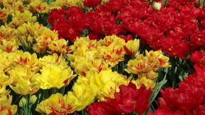 Preview wallpaper tulips, flowers, flowing, colorful, flowerbed