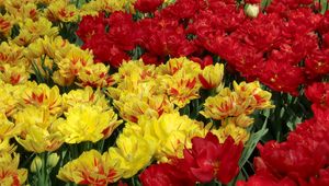 Preview wallpaper tulips, flowers, flowing, colorful, flowerbed