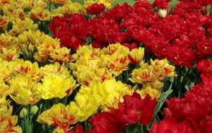 Preview wallpaper tulips, flowers, flowing, colorful, flowerbed