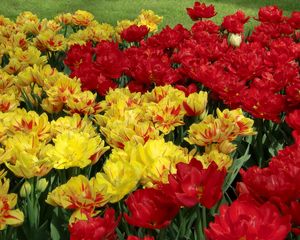 Preview wallpaper tulips, flowers, flowing, colorful, flowerbed