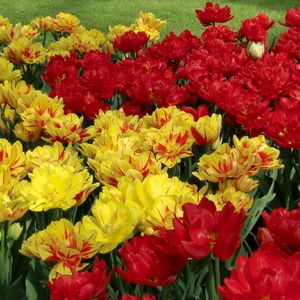 Preview wallpaper tulips, flowers, flowing, colorful, flowerbed