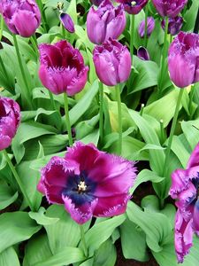 Preview wallpaper tulips, flowers, flowing, flowerbed, green