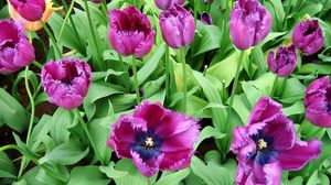 Preview wallpaper tulips, flowers, flowing, flowerbed, green