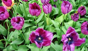 Preview wallpaper tulips, flowers, flowing, flowerbed, green