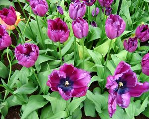 Preview wallpaper tulips, flowers, flowing, flowerbed, green