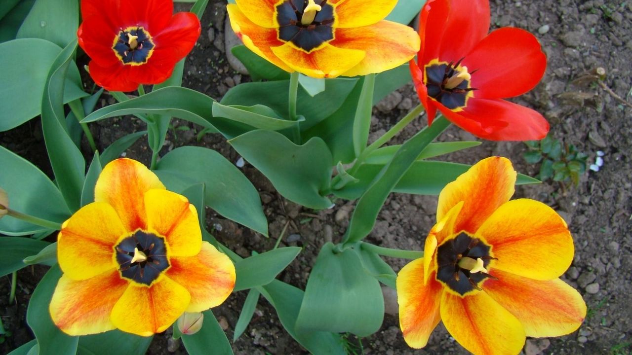 Wallpaper tulips, flowers, flowing, flowerbed, green, earth