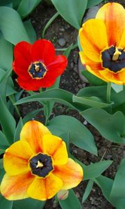 Preview wallpaper tulips, flowers, flowing, flowerbed, green, earth