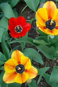 Preview wallpaper tulips, flowers, flowing, flowerbed, green, earth