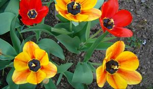 Preview wallpaper tulips, flowers, flowing, flowerbed, green, earth