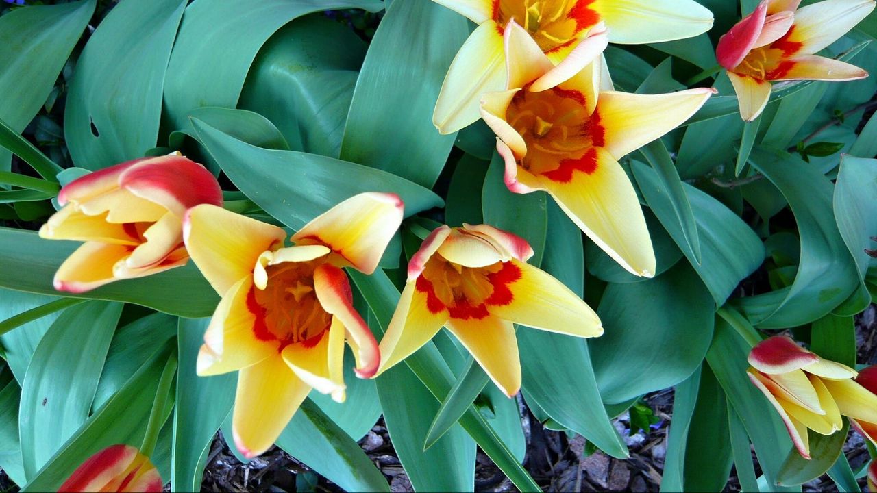 Wallpaper tulips, flowers, flowing, flowerbed, green