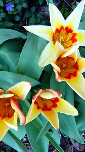 Preview wallpaper tulips, flowers, flowing, flowerbed, green