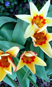 Preview wallpaper tulips, flowers, flowing, flowerbed, green