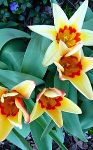 Preview wallpaper tulips, flowers, flowing, flowerbed, green