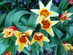 Preview wallpaper tulips, flowers, flowing, flowerbed, green