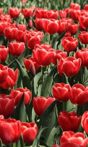 Preview wallpaper tulips, flowers, flowing, flowerbed, spring