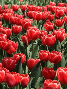 Preview wallpaper tulips, flowers, flowing, flowerbed, spring