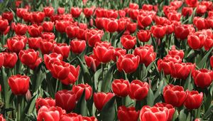Preview wallpaper tulips, flowers, flowing, flowerbed, spring