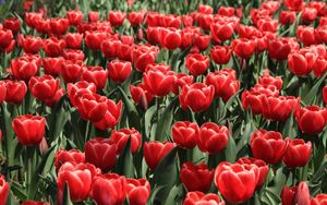 Preview wallpaper tulips, flowers, flowing, flowerbed, spring