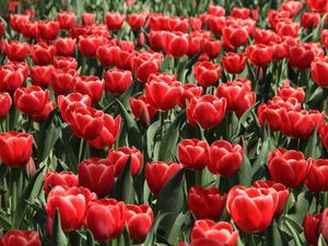 Preview wallpaper tulips, flowers, flowing, flowerbed, spring