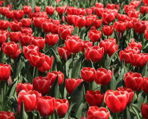 Preview wallpaper tulips, flowers, flowing, flowerbed, spring