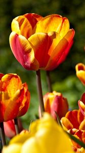 Preview wallpaper tulips, flowers, flowing, colorful, sunny