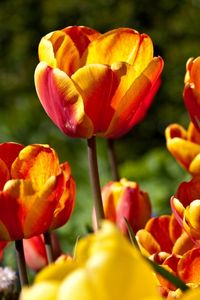 Preview wallpaper tulips, flowers, flowing, colorful, sunny