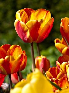 Preview wallpaper tulips, flowers, flowing, colorful, sunny