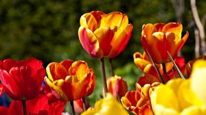Preview wallpaper tulips, flowers, flowing, colorful, sunny