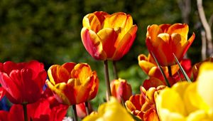 Preview wallpaper tulips, flowers, flowing, colorful, sunny