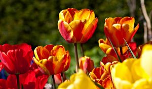 Preview wallpaper tulips, flowers, flowing, colorful, sunny