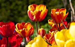 Preview wallpaper tulips, flowers, flowing, colorful, sunny