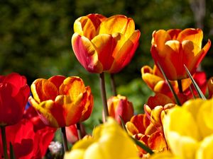 Preview wallpaper tulips, flowers, flowing, colorful, sunny