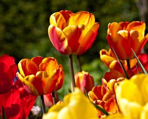 Preview wallpaper tulips, flowers, flowing, colorful, sunny